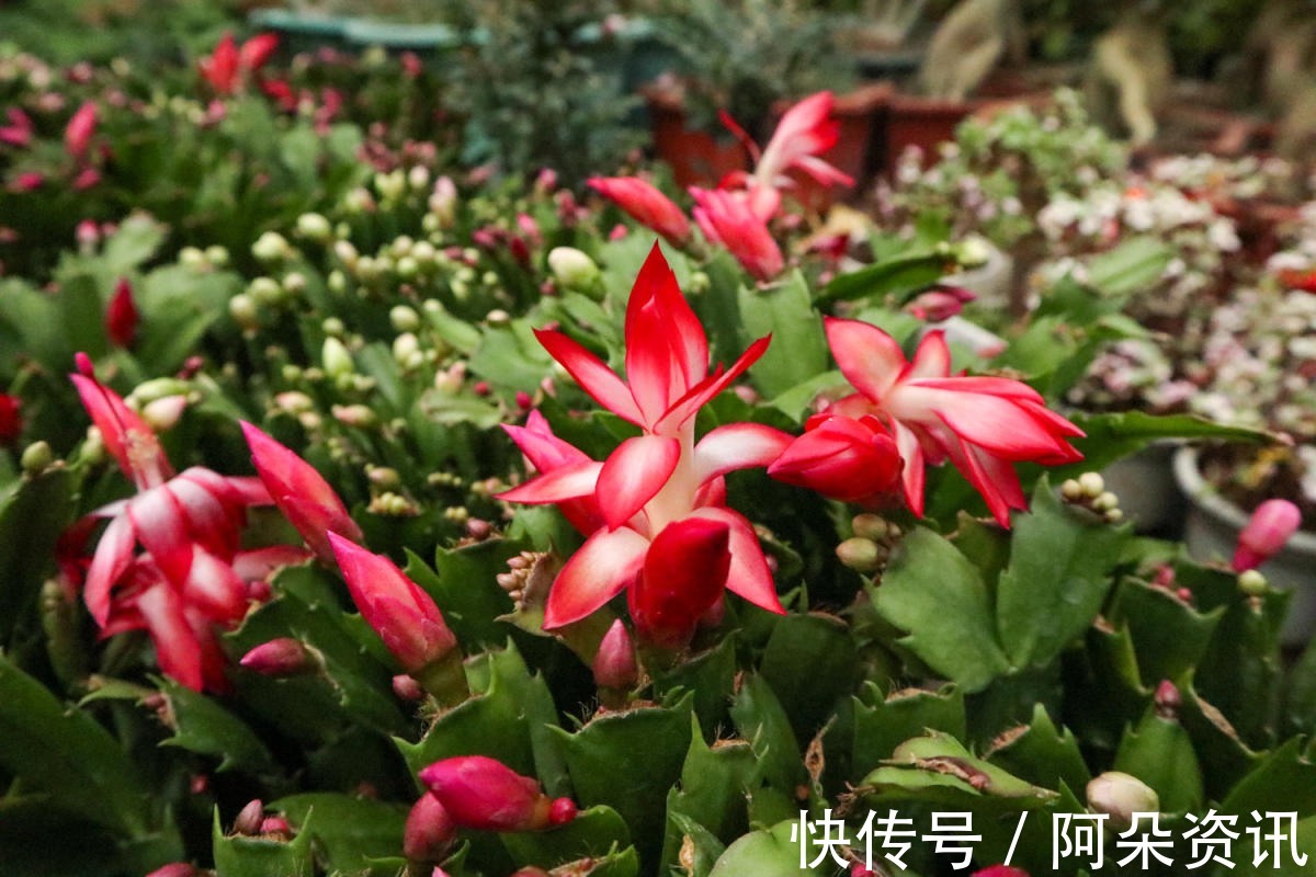 花花|小花盆才能养好的花，种在大盆里太危险，一不小心就烂根