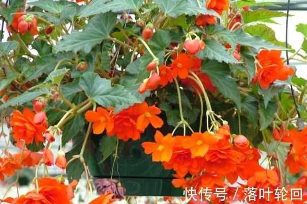 小苏打养花的3大好处,改良土壤、除臭、延长花期,你全懂吗?