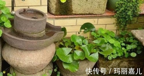 农村不要的老物件,用来养花美极了,造型雅致别有一番风味!