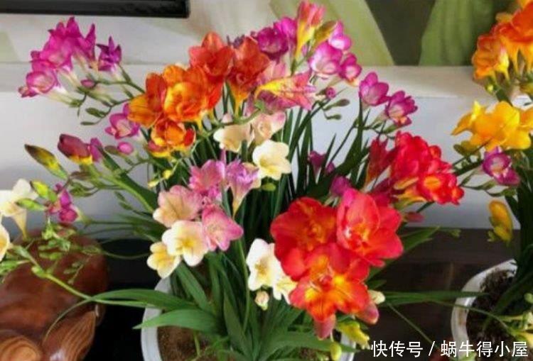 4种花漂亮又好养,比牡丹好看,比吊兰好养,好看极了
