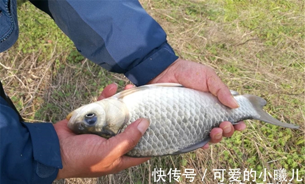 垂钓|冬钓打窝别将就!只需多用4招,方圆20米的鲫鱼,全都排队进窝!