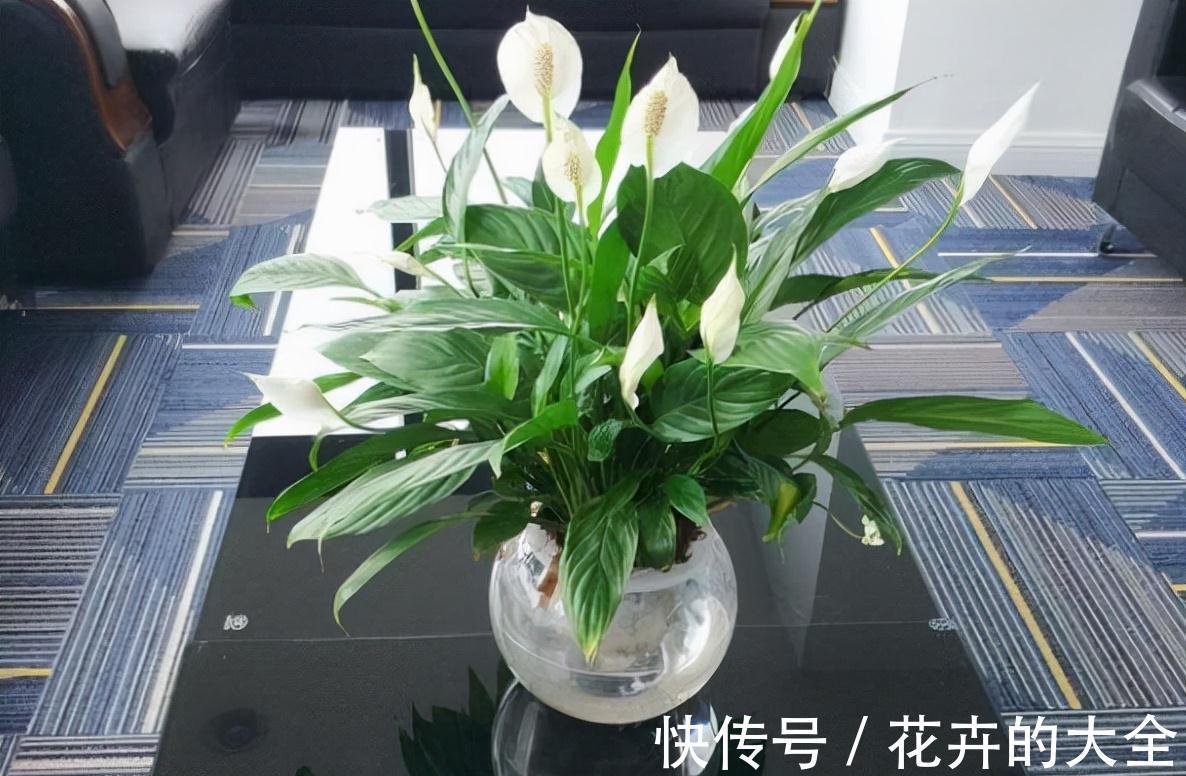 农历九月十八霜降后，养什么花？家里养3种花，红红火火喜气盈盈