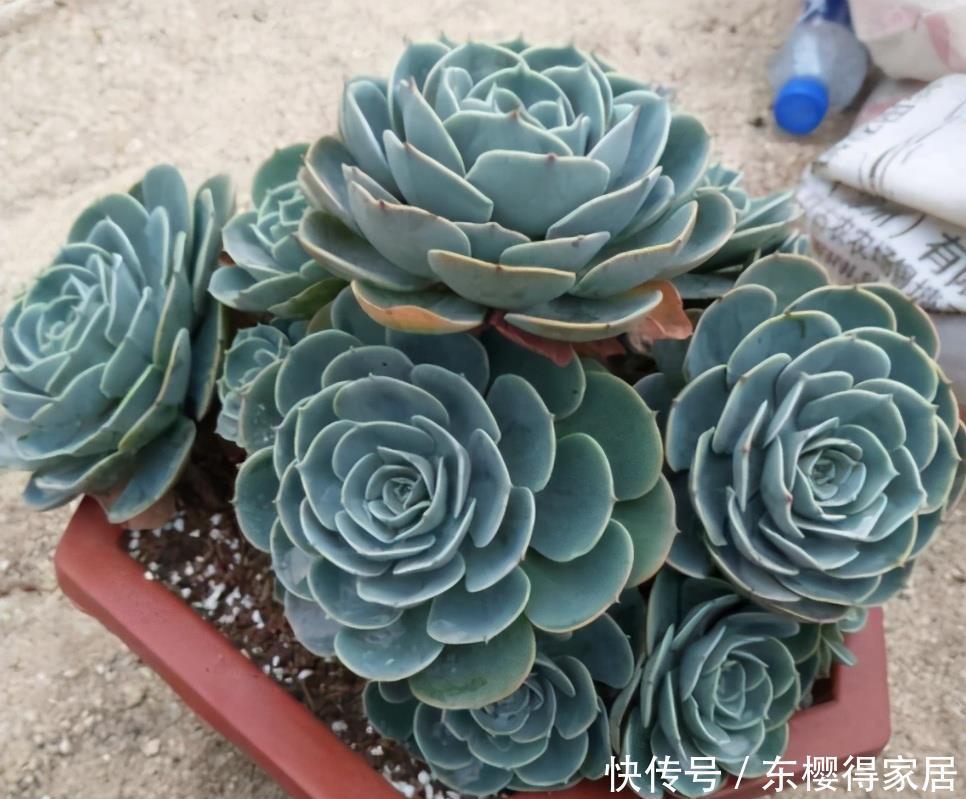 多肉老桩根系长满不想换盆?教你一招“断根法”,两个月长满新根