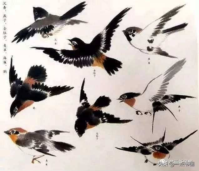 花鸟画@江寒汀 笔下的飞鸟30幅,不愧当代海派花鸟画第一人