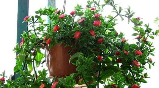 3种花便宜漂亮又好养,10元买两盆,开花漂亮花期长,谁养谁喜欢