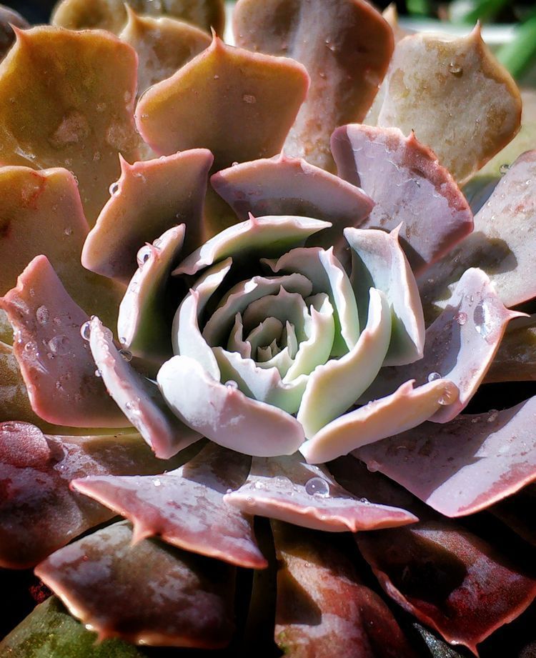 成长|与多肉一起走过的日子,见证多肉的成长过程!