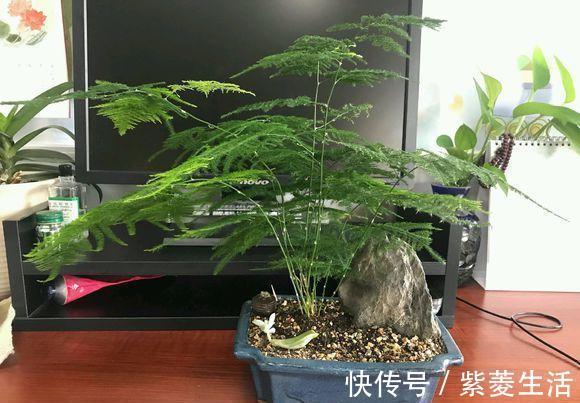 家庭养这4种绿植,记住1句“口诀”,不黄叶子,长得茂密油绿