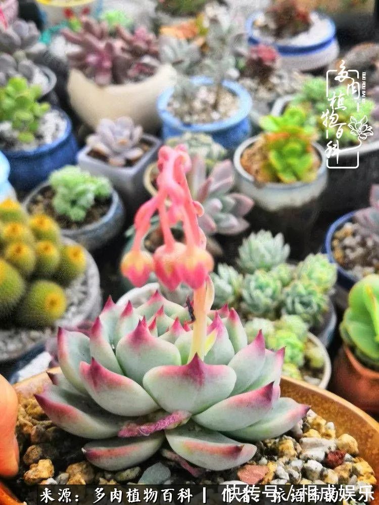 何以解忧,唯有多肉!目光所及,皆是喜欢!