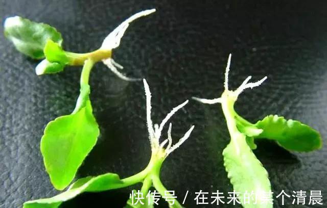 长寿花|这4种花，剪个枝插水里，10天就生根，当下季节最佳