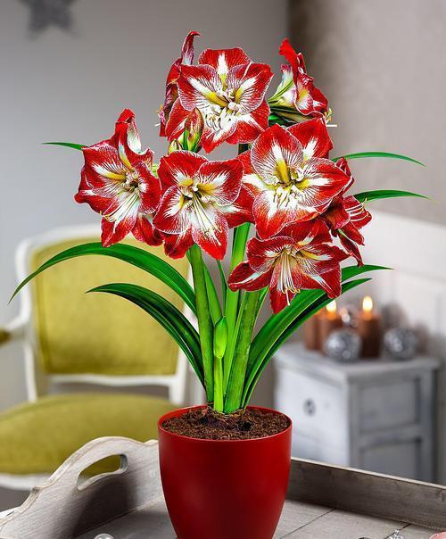 君子兰|埋一颗“洋葱头”在土里,浇水发芽好养活,比君子兰还要大气