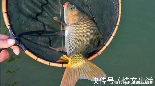 钓友们|分享一个钓鲤鱼的饵料配方,取材方便效果绝佳,爱钓鱼的你别错过