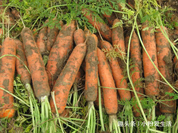 常吃|此物被称为“视力药”,近视孩子常吃,改善视力,比滴眼液管用