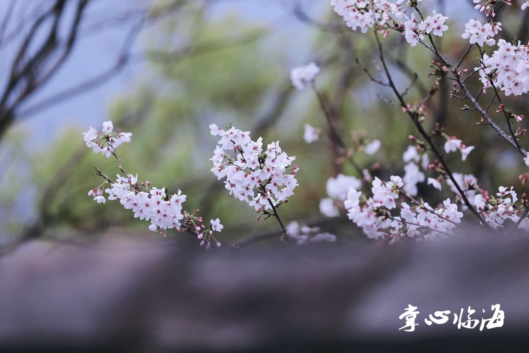 迟日江山丽 春风花草香|潮客美拍 | https://p0.ssl.img.360kuai.com/t01c2075276e3ea2604.jpg?size=800x533