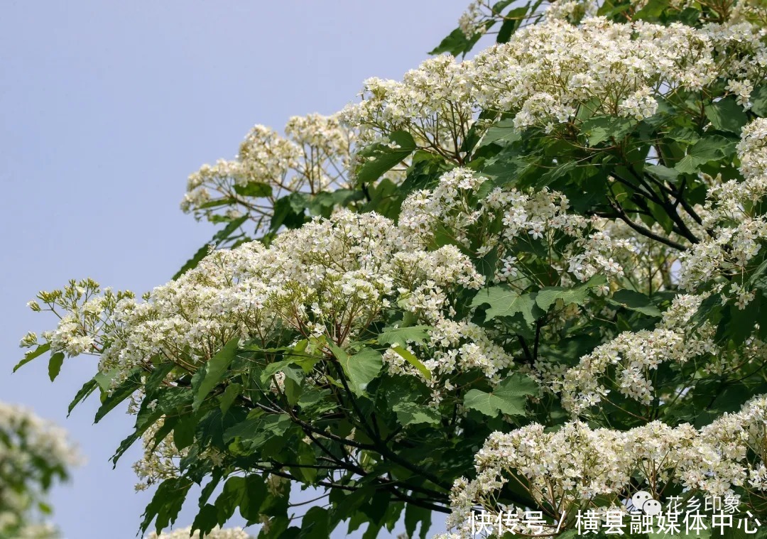 人间四月芳菲尽，梧桐花开正当时