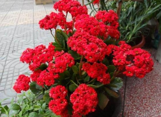 盆栽养殖长寿花,花谢就修剪、施肥,等一个月又能催花了