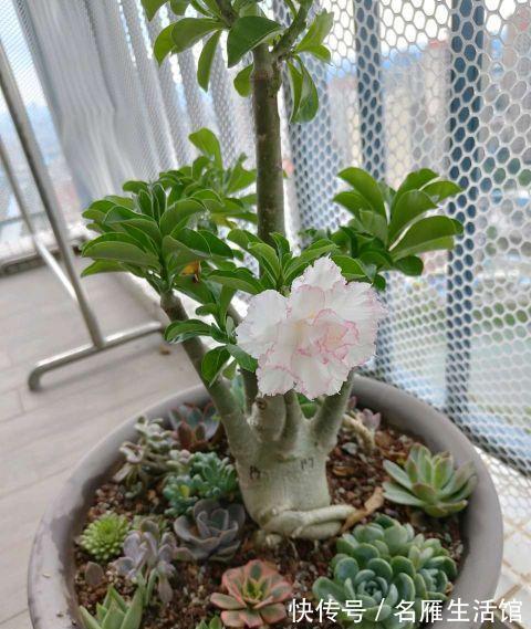 花盆|夏季养这三种花，用小盆更容易度夏，秋凉后疯长