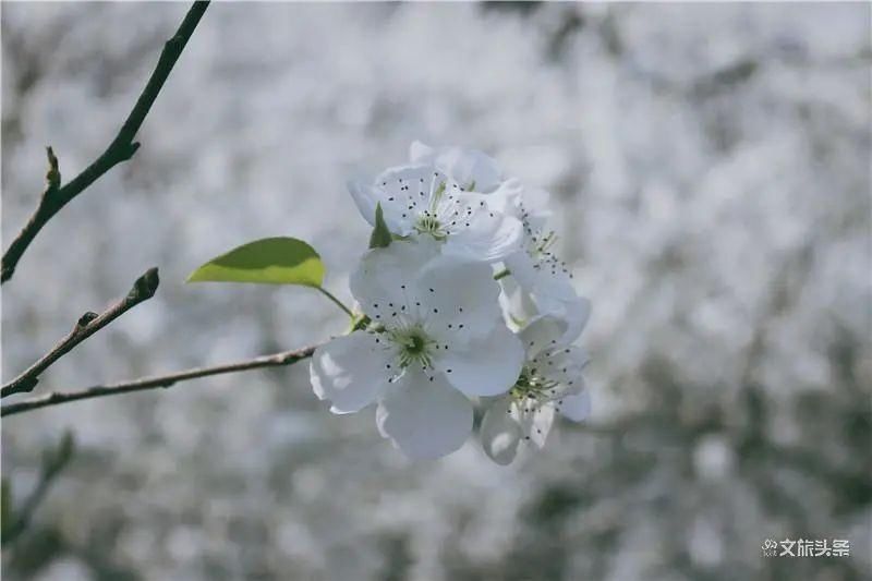 天青色等烟雨，我在个旧加级寨梨花谷等你……