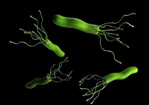 幽门螺杆菌越杀越“活跃”?1物连喝1个月,胃一天比一天强壮!