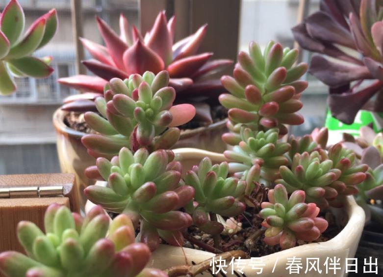 土壤|天凉了盆栽多肉,浇水不能大意,不然徒长烂根问题全上门