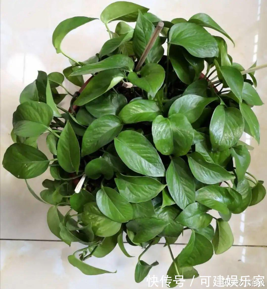 花花|“折腾不死”的10种花,咋养都爆盆,懒人最适合!