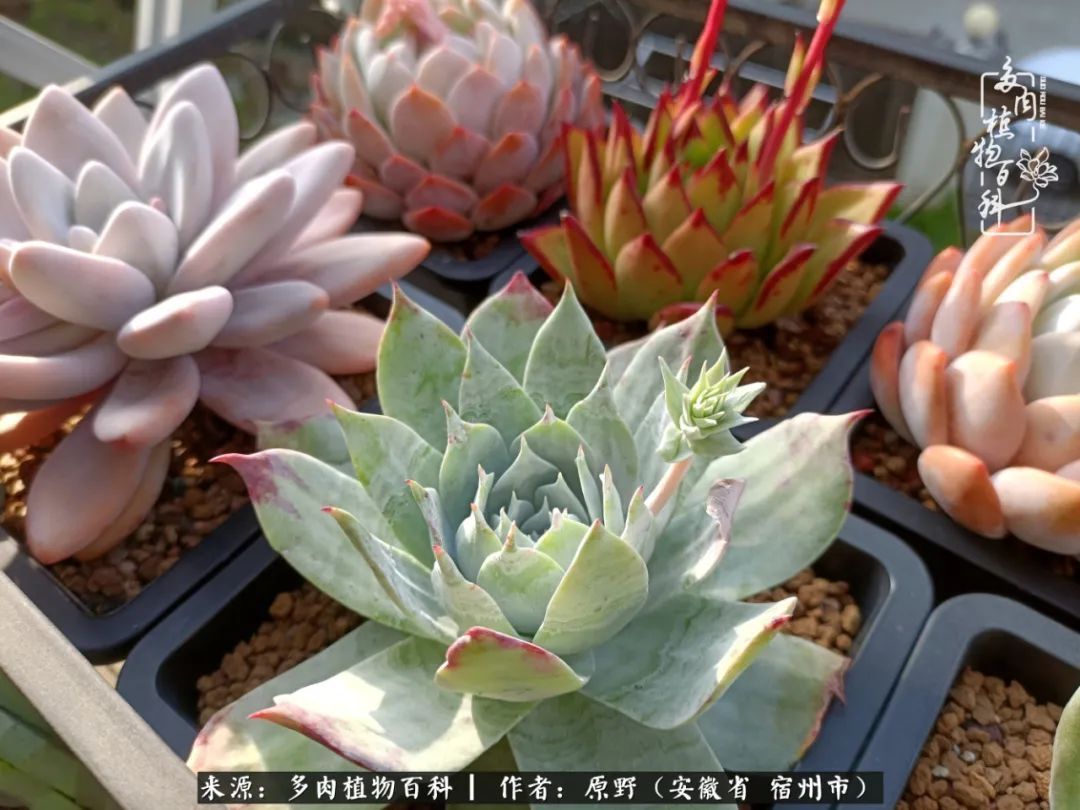 揭秘那些干净又温暖的多肉照片从哪里来