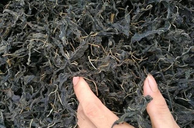 很多人都只吃种子，实际叶子才是真宝贝，20一斤供不应求