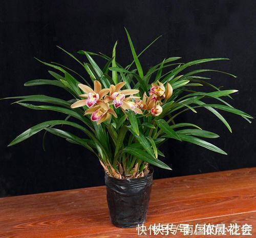 散光|家里养墨兰,了解掌握4个要点,养出白嫩根系,叶油绿颜值高!