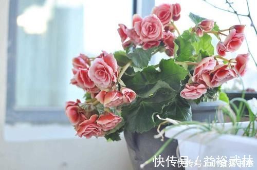 君子兰|公认“难养”的4种花,80的花友表示“养不满1年,再也不想养”