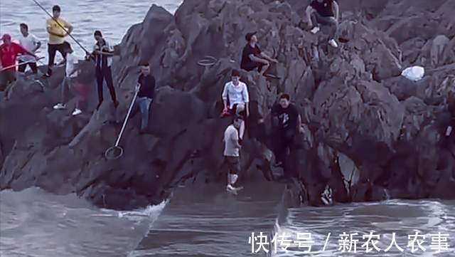 壮观|浙江一群男子火了，在海边开启抓鱼模式，那场面才叫一个壮观