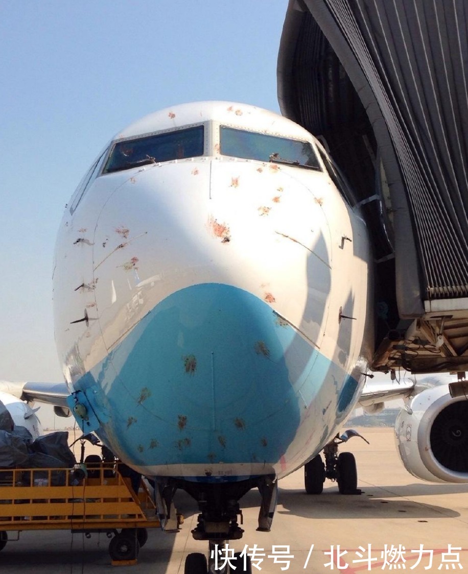 飞行员为何害怕鸟出现?其威力不亚于炮弹攻击,每年损失超100亿