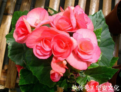 这3种花,阳台养一盆,四季都开花,颜值不输牡丹,值得拥有!