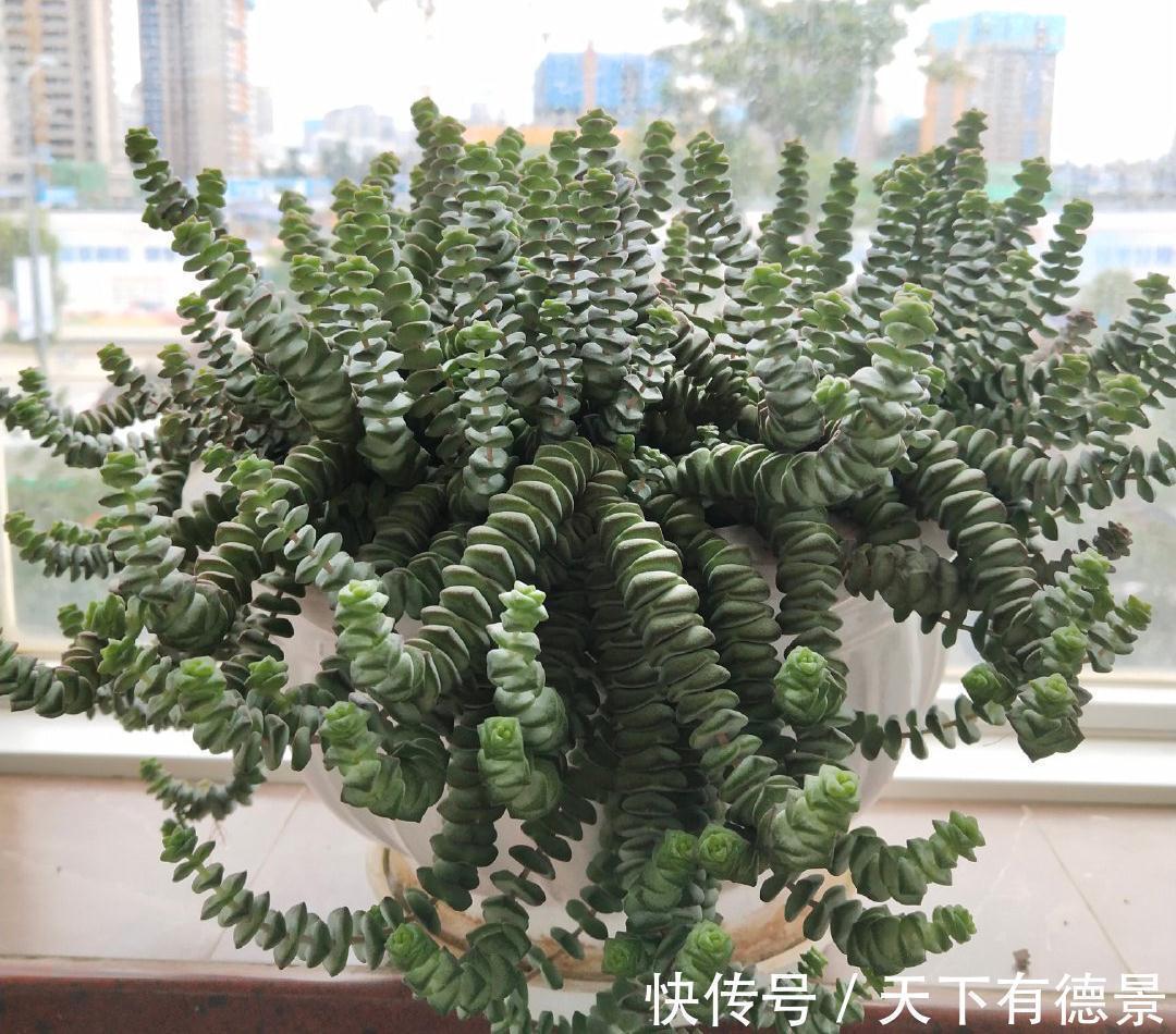 2种很好养的多肉,很皮实很好活,颜色和形状都美,越养越多