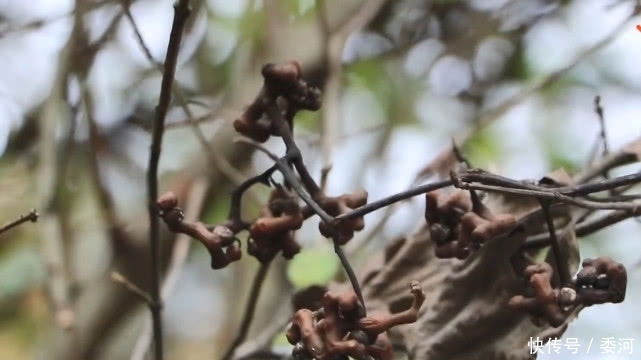 泡酒|山上一种长得像鸡爪的“野果”，可以用来泡酒，还是一味民间药材