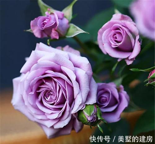 4种盆栽花卉,颜值高好养护,适合新手,值得拥有!