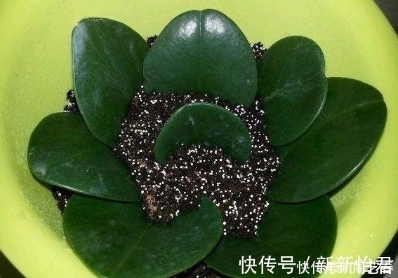 5种“不死花”, 一片叶子就能繁殖一整盆, 不用再买盆栽了!