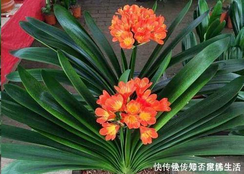 君子兰|养君子兰,掌握3个技巧,养出大白根,嗖嗖挤满盆,叶绿开花艳!