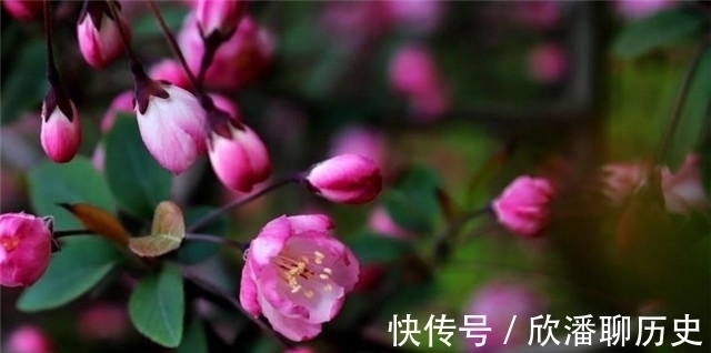 杨贵妃@唐诗海棠6首:海棠花里鹧鸪啼,半开时节最妖娆