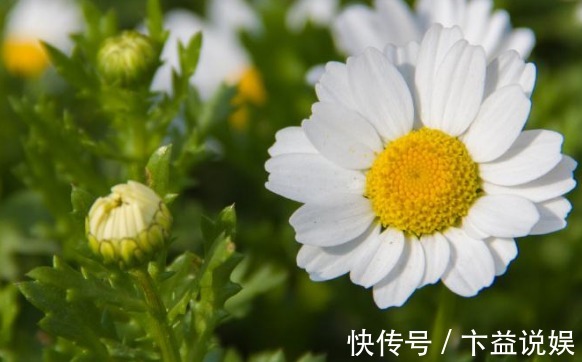 喜欢养菊就选“白晶菊”,花色淡雅,璀璨夺目,花期长适合盆栽养