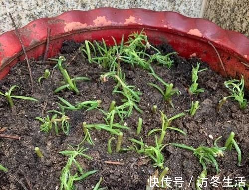 天冷扦插花草，技术再娴熟也没用，只有做到这些才能早生根发芽