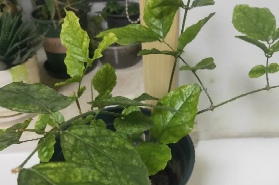 花养成光杆司令，别扔了、还有救，3天起死回生！