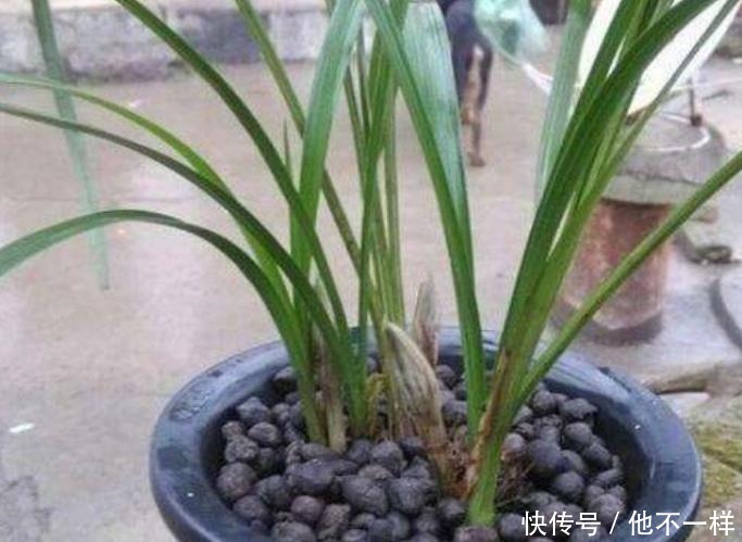 养花土不用买,3种料放在花盆下,就是花卉万能土,养啥旺啥