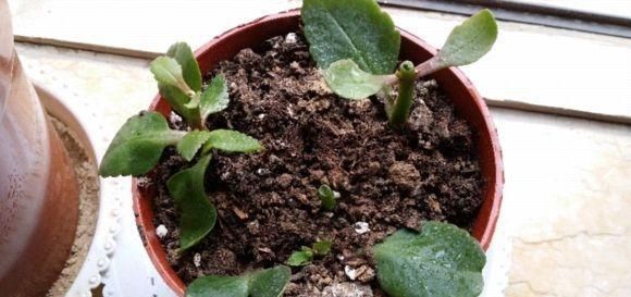 爆盆|7前,这3种花最适合扦插,“养不死”易爆盆,叶绿花还多