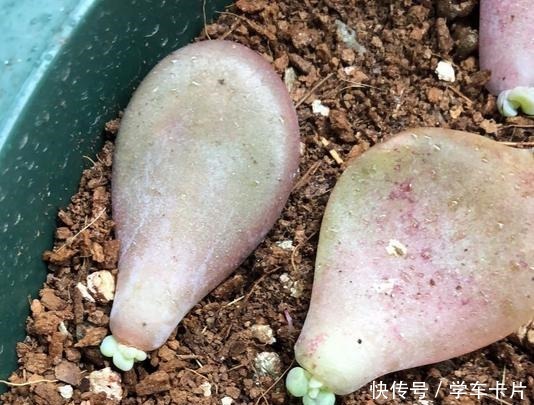 有些花友叶插多肉难成功,或许是这5个叶插条件被忽略了!