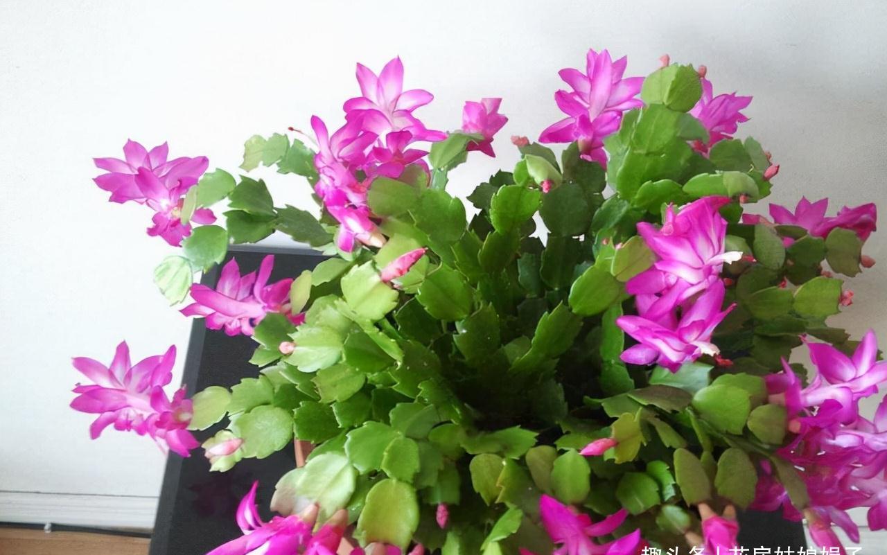 小丽花|12月了,家里养这些“年宵花”,株型美观、花色艳丽,还十分喜庆