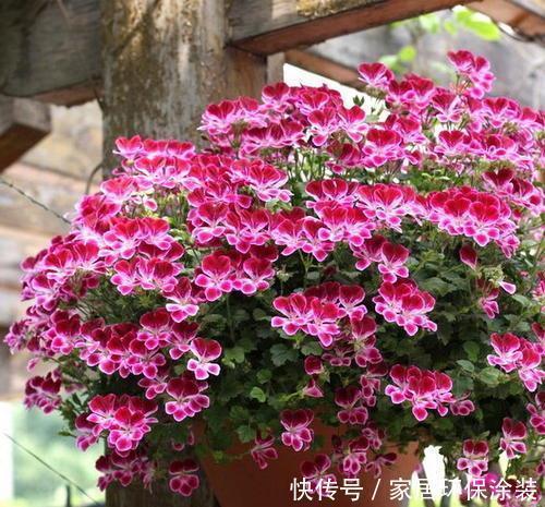 不足8平方的小阳台,种上3种花,五彩缤纷开成私家花园!