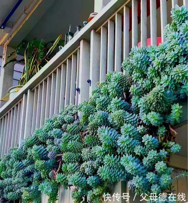 发现一户人家,大冬天阳台的“多肉”,长成了“瀑布”,太壮观了