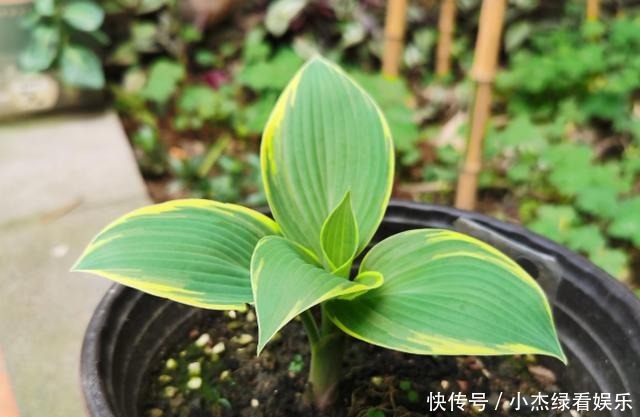  开花|冬天庭院里也能养花，玉簪特耐寒，下雪也能开花