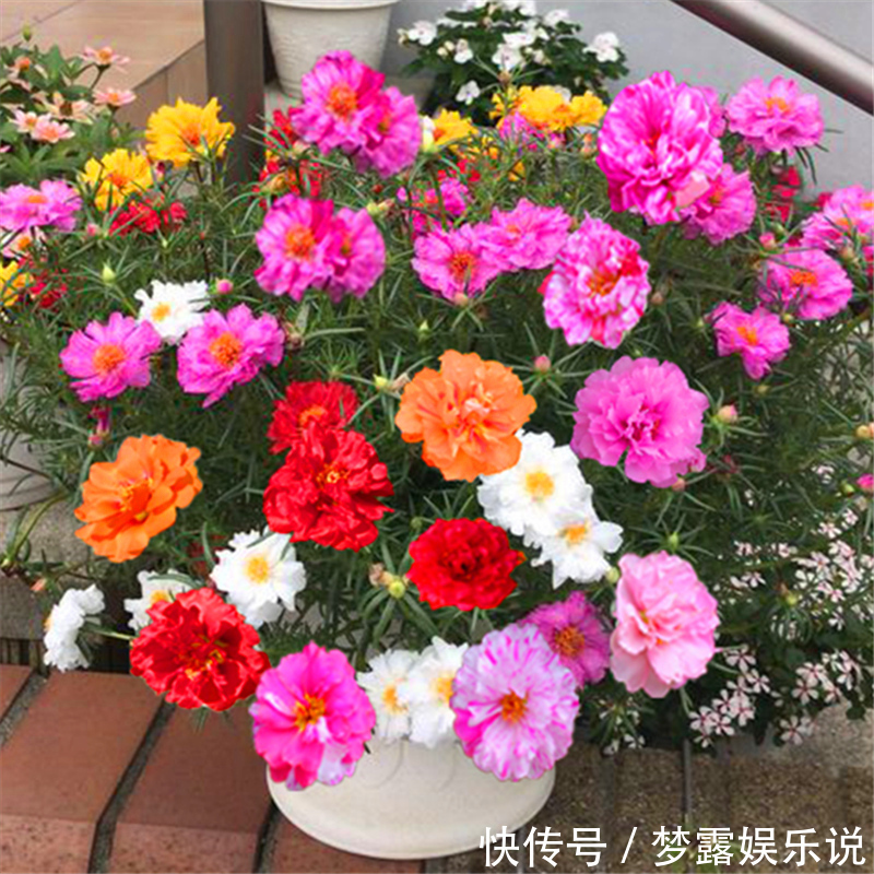 盆栽|超喜欢的“盆栽”花卉，朵朵重瓣色鲜艳，皮实好养，一年开花3季