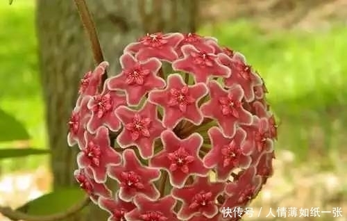 神“造”般的植物奇景,仿佛画作精品,小编已深深着迷!