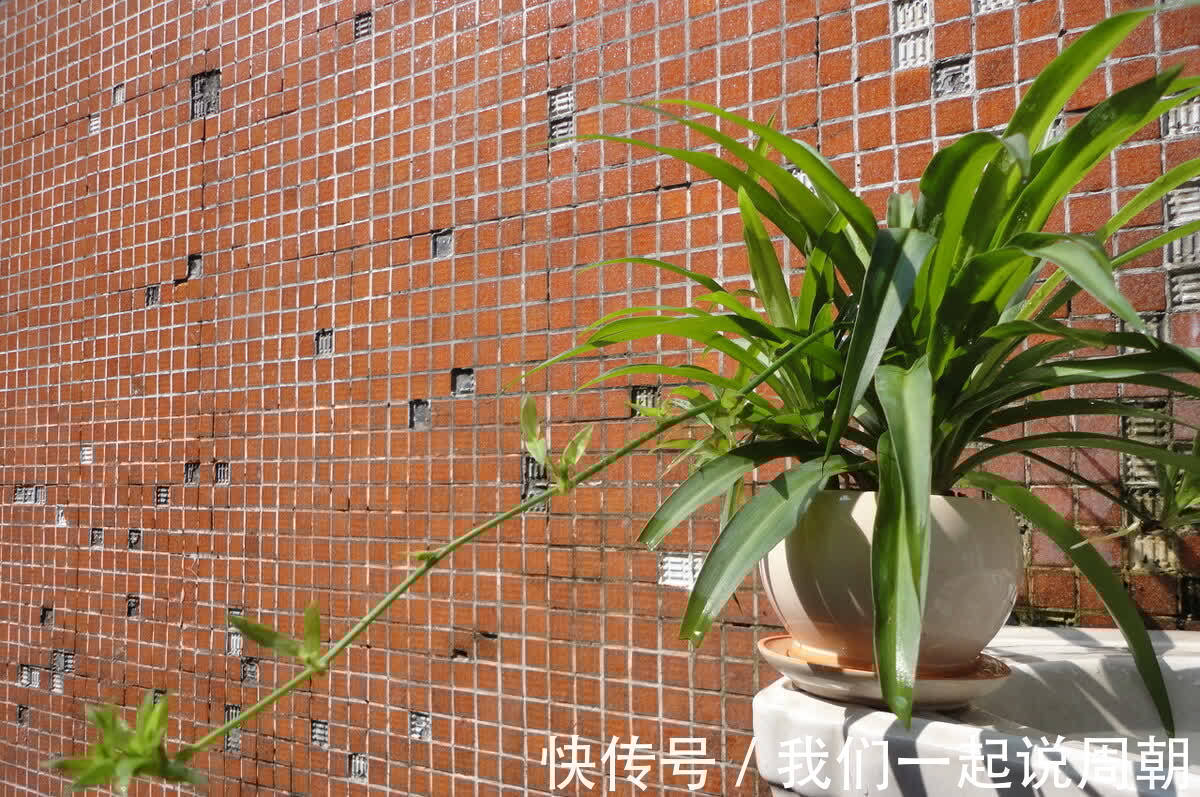 碰碰香|适合养在客厅的“4类花”,越养家里越“干净”,又美又健康